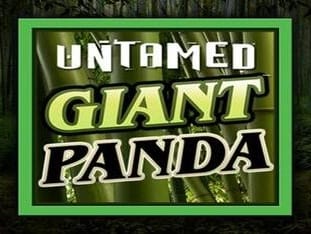 Untamed - Giant Panda thumbnail